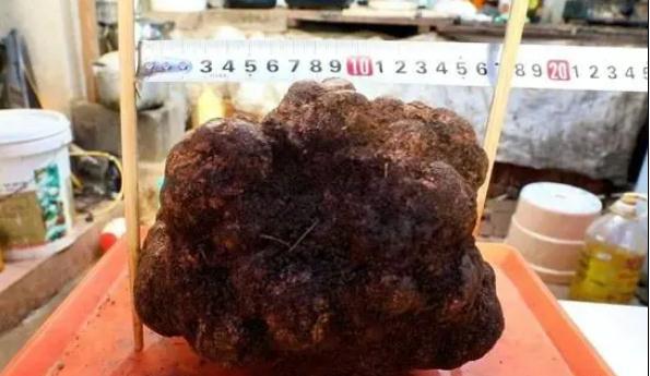 餐桌黑钻石！女子山上挖到1.71kg巨无霸黑松露