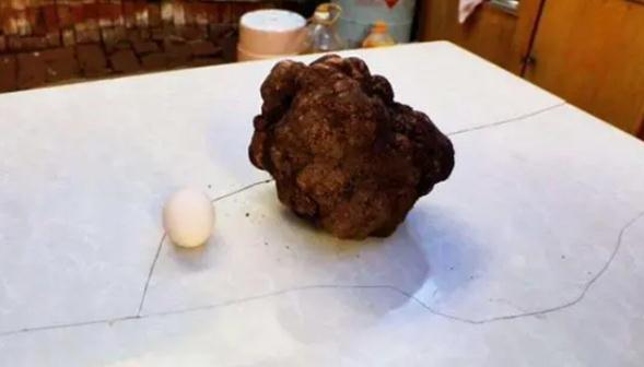 餐桌黑钻石！女子山上挖到1.71kg巨无霸黑松露