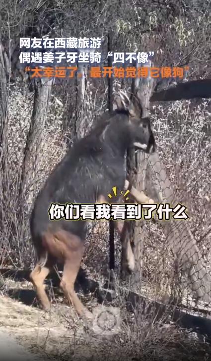 网友在西藏林芝旅游偶遇姜子牙坐骑