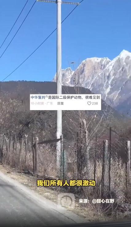 网友在西藏林芝旅游偶遇姜子牙坐骑