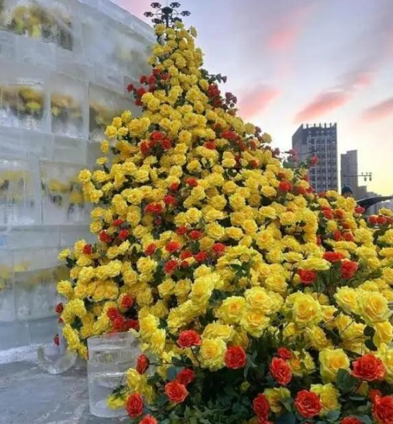  吸引刘亦菲的冰封黄玫瑰3.5小时制成