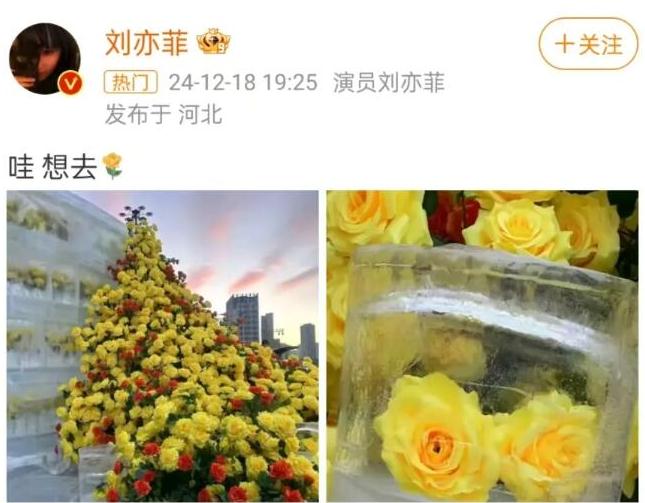 刘亦菲也想去看冰封黄玫瑰