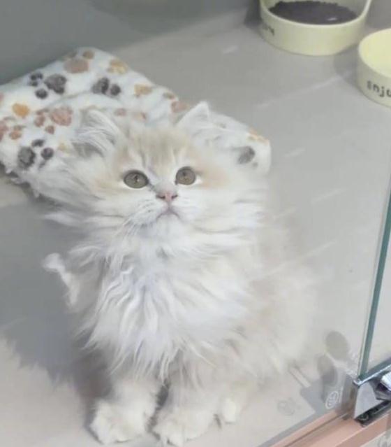 领养猫咪花1.4万后拒付猫贷被告