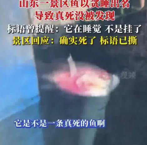 景区回应贪睡出名的鱼真死了 网友：狼来了的故事