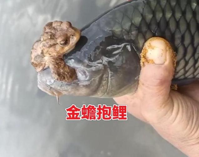 男子钓鱼发现鱼被蟾蜍抱着