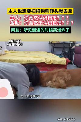 主人说想要扫把狗狗转头就去拿