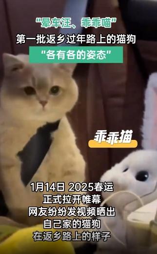 第一批回家过年的猫狗已经在路上了