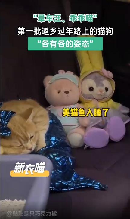  第一批回家过年的猫狗已经在路上了