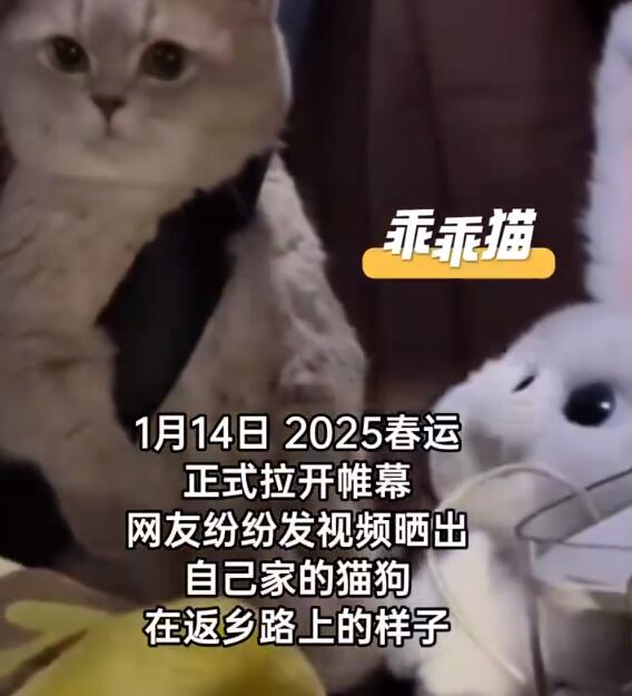 第一批回家过年的猫狗已经在路上了