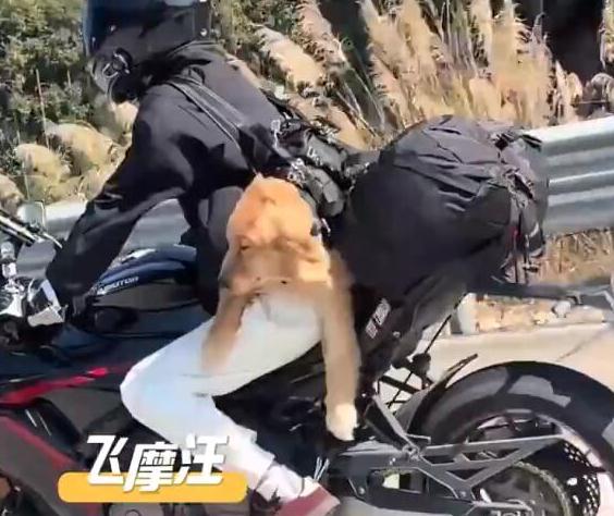 第一批回家过年的猫狗已经在路上了