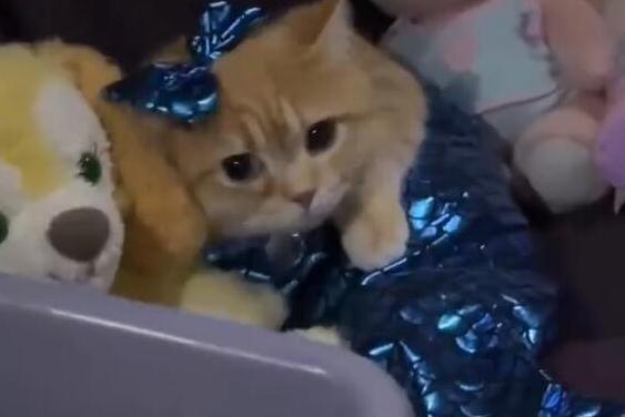 第一批回家过年的猫狗已经在路上了