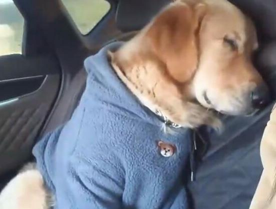 第一批回家过年的猫狗已经在路上了