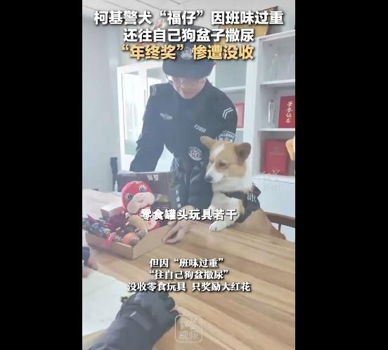 警犬因&ldquo;班味过重&rdquo;惨遭没收年终奖