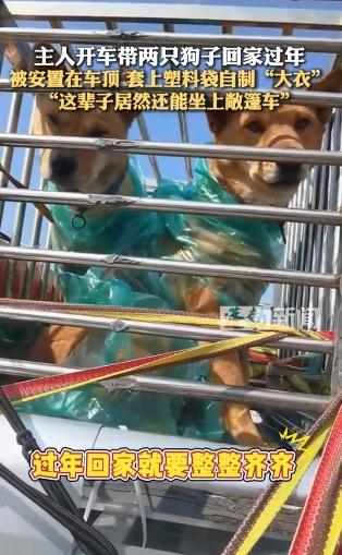 返乡狗狗在主人车顶有张专属坐票