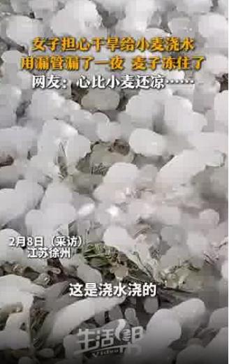 女子浇地隔天小麦全冻住了