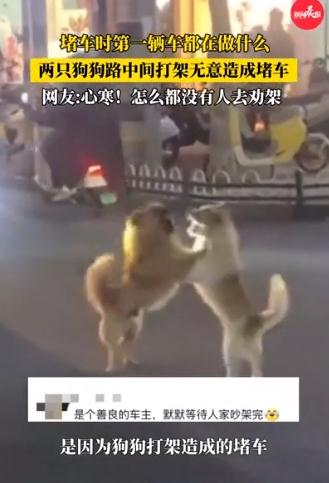 小狗掐架导致堵车 因为太萌没人劝架