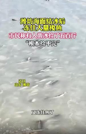 潍坊海面冻住大量梭鱼根本捡不完