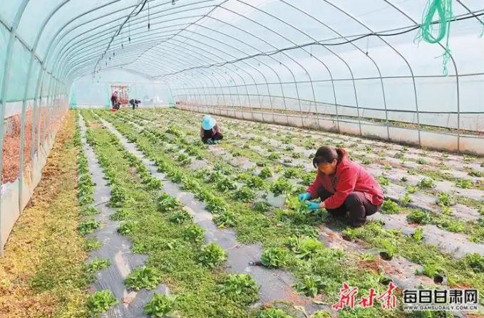 早春时节农事忙