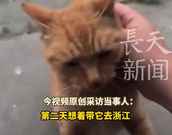 时隔6年回老家发现老猫还在守家