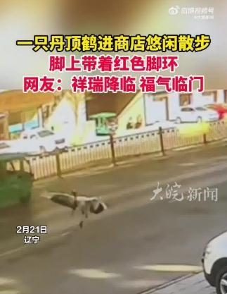 丹顶鹤进商店散步 脚上戴着红色脚环