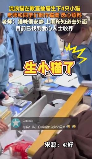 猫在教室里生小猫 学生在抽屉里找到