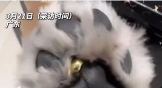 女子遛狗 狗爪夹回一块3克重金豆