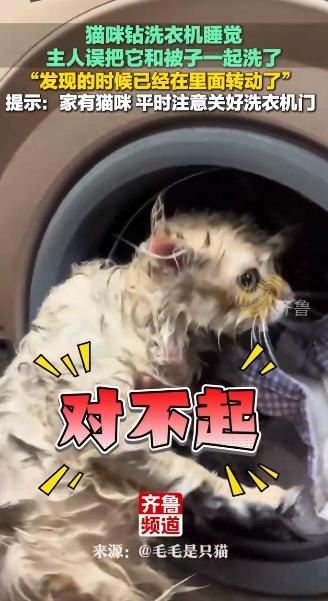 猫在洗衣机里洗了5分钟才被发现