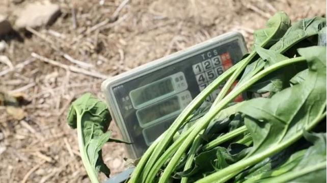 村民种出16多斤巨无霸菠菜