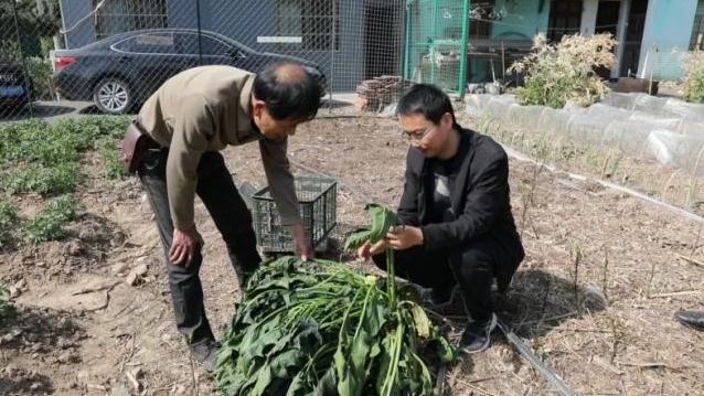 村民种出16多斤巨无霸菠菜