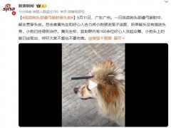 流浪狗头部遭弓箭射穿头皮 目前情况如何？