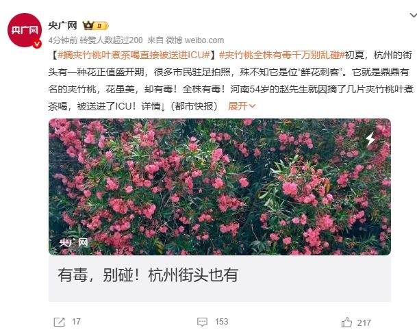 摘夹竹桃叶煮茶喝直接被送进ICU 