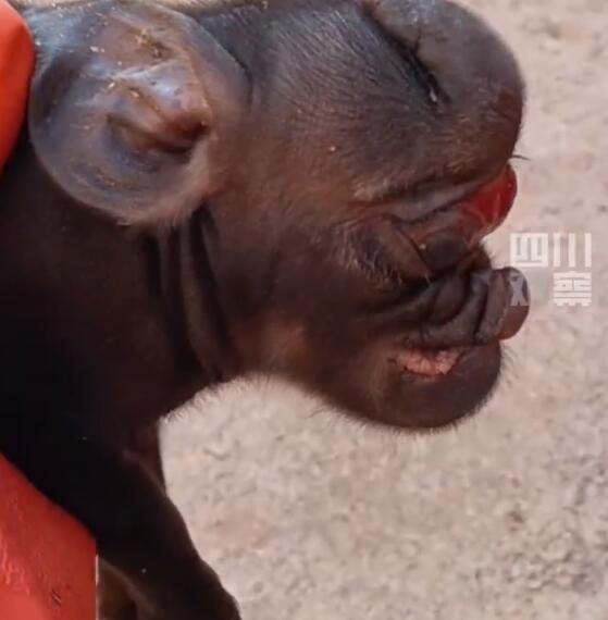 新生猪仔形似小象已存活两天