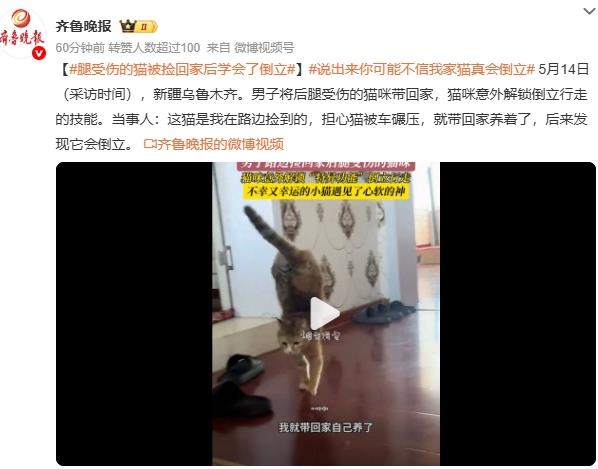 腿受伤的猫被捡回家后学会了倒立