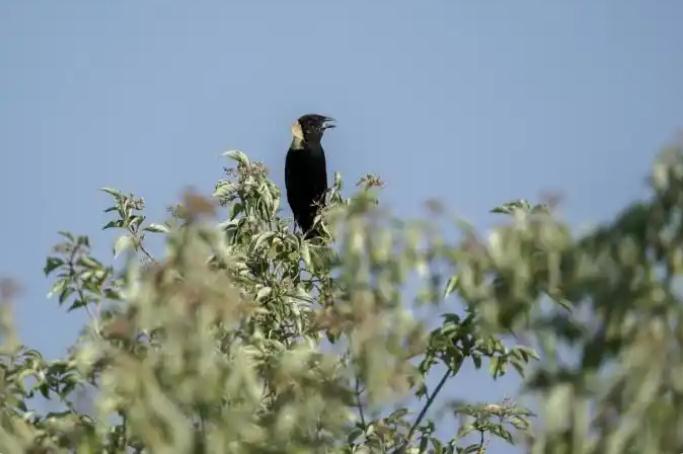 美国加州50多只鸟空中突然爆炸