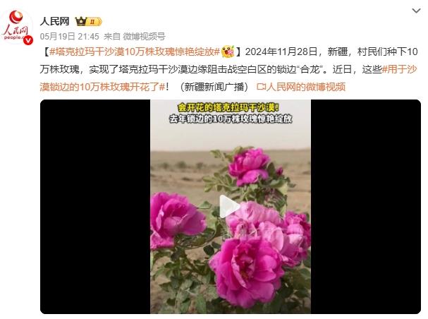 塔克拉玛干沙漠10万株玫瑰惊艳绽放