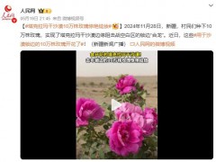 塔克拉玛干沙漠10万株玫瑰惊艳绽放 用于沙漠锁边（图）