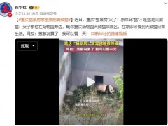 重庆猫景房家里就能看熊猫 在家即可看到大熊猫日常生活！