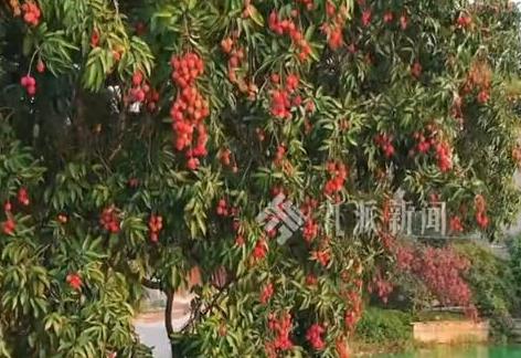 90后小伙拍下1300年荔枝树采摘权