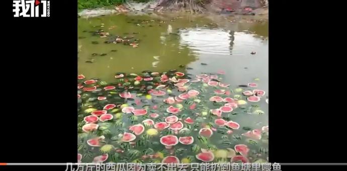 广西瓜农因收购价低把西瓜扔进池塘