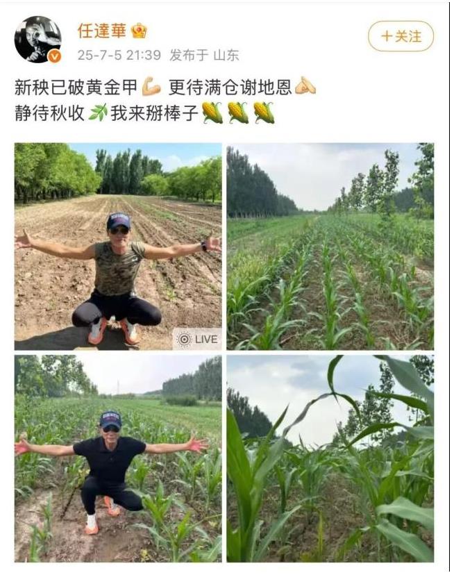 任达华在山东老家收完麦子又种玉米