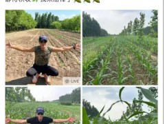 任达华在山东老家收完麦子又种玉米 具体配文内容是什么？