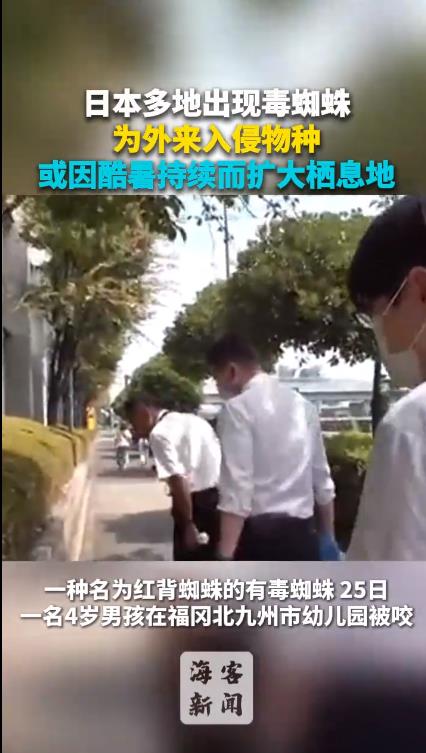 日本多地出现毒蜘蛛