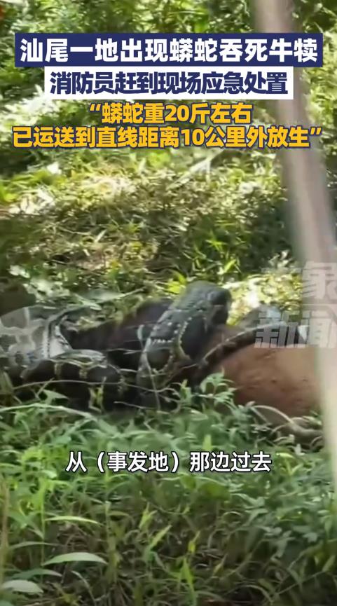 广东一20斤蟒蛇生吞牛犊 