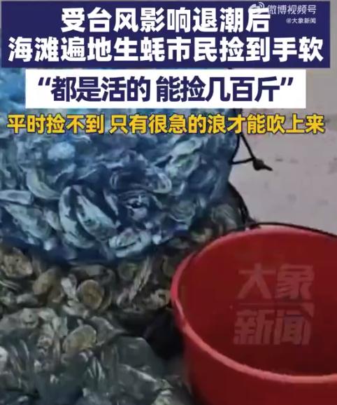 海滩退潮遍地生蚝 市民捡到手软
