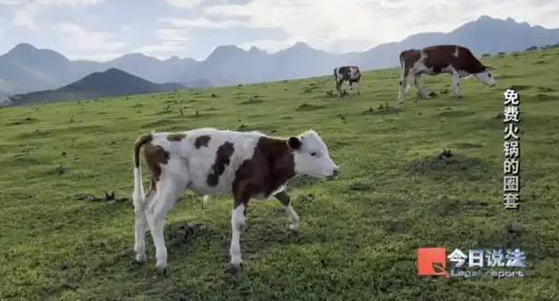 免费火锅骗走600多名老人4200万