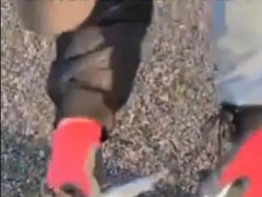 日本强震前2000条沙丁鱼搁浅北海道 现场画面曝光!