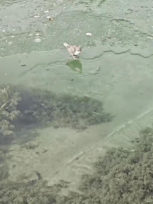 起猛了看见一只鸟在潜水捕鱼