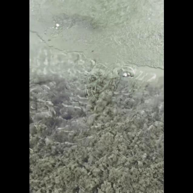 起猛了看见一只鸟在潜水捕鱼