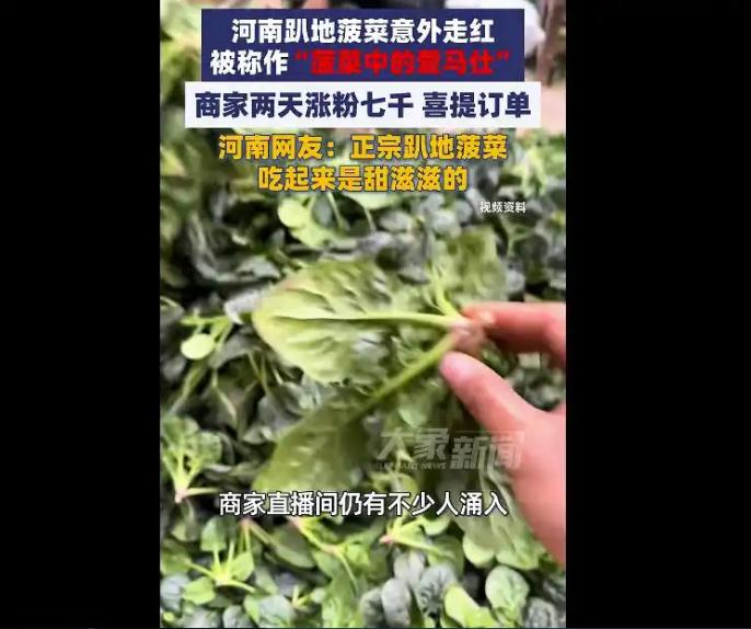 河南趴地菠菜走红