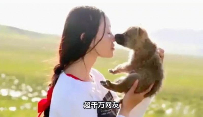 《重返狼群》10年后再度爆火